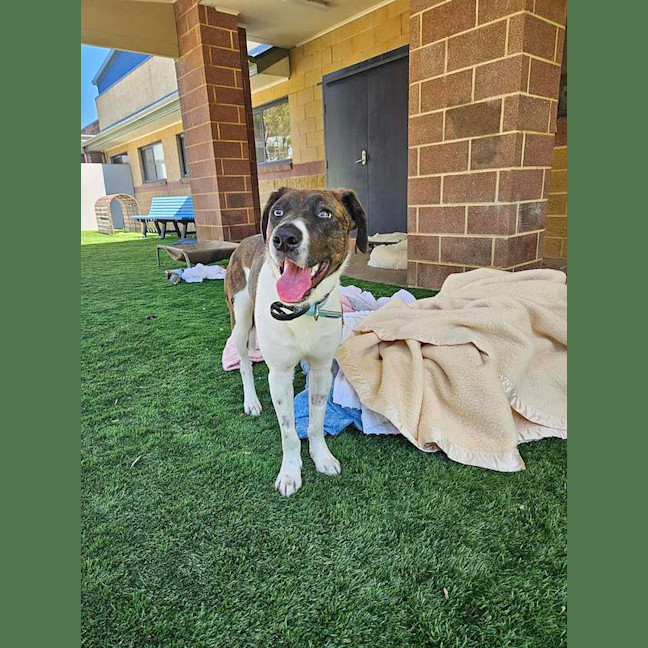 Photo of Atlas
