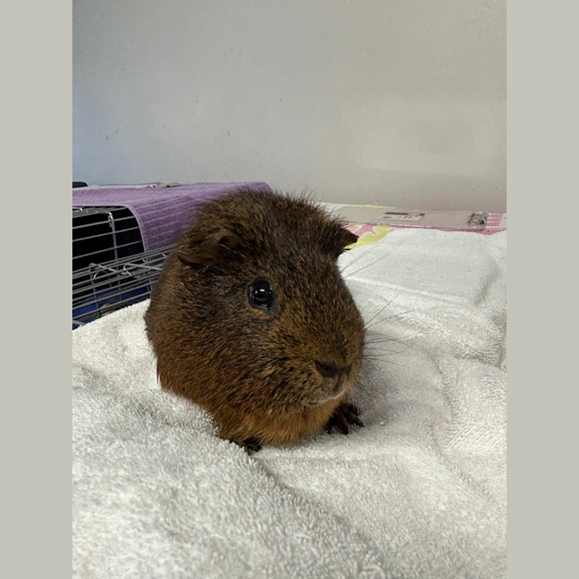 Photo of Oinker 
