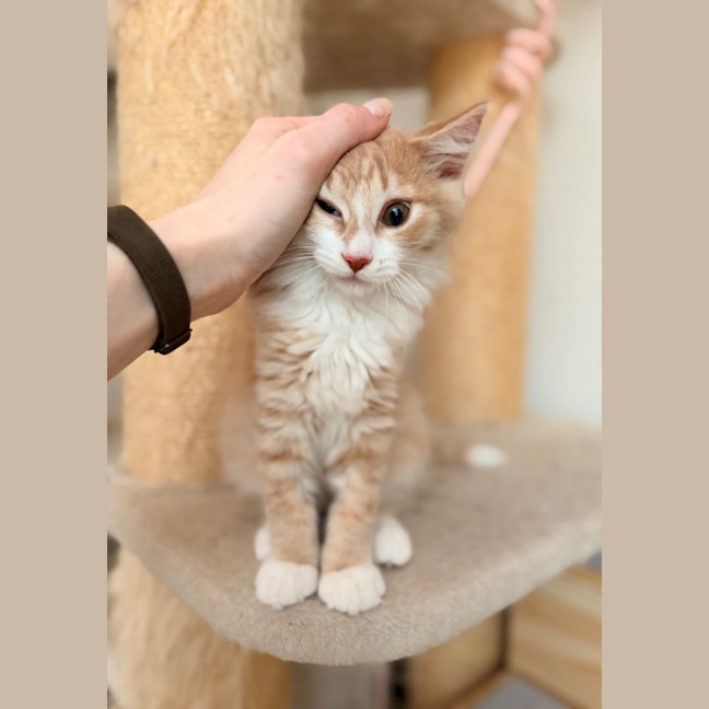 Photo of Apollo   In Foster Care In Lower Plenty