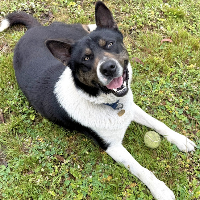 Photo of Ziggy
