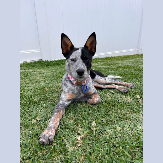 Photo of Zadie   8 Month Old Cattle Dog X (Trial)