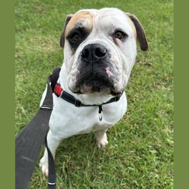 Photo of Baxter