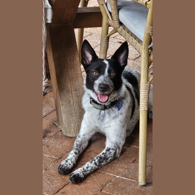 Photo of Missy   1 Year Old Cattle Dog X