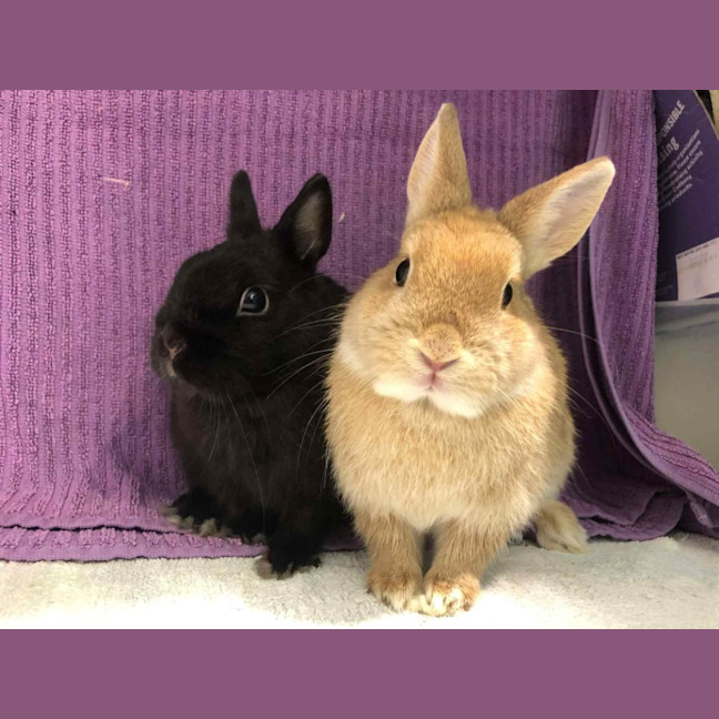 Photo of Kloe & Grim