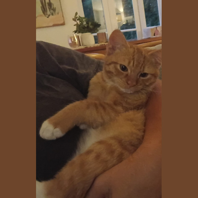 Photo of Snickers