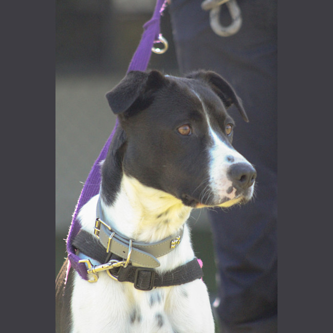 Photo of Sadie