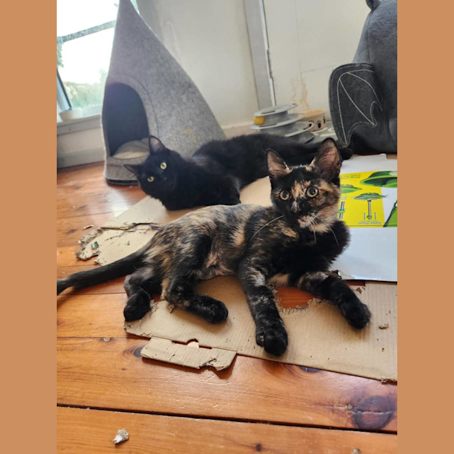 Photo of Milo Mudcake