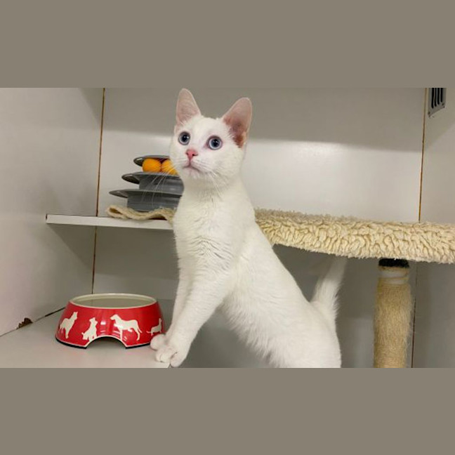 Photo of Gooby