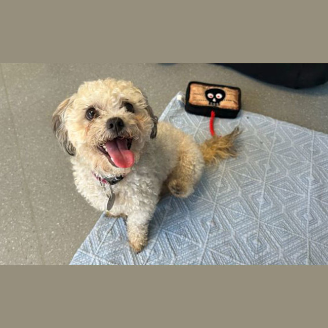 Photo of Momo