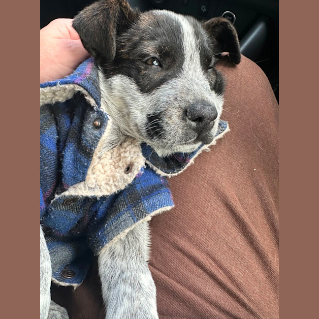 Photo of Shiela (Noo Noo)