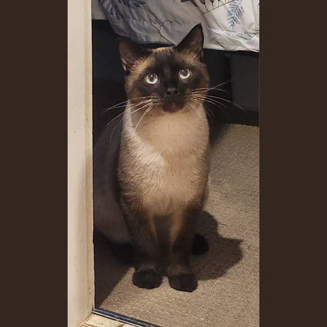 Photo of Kingsley 