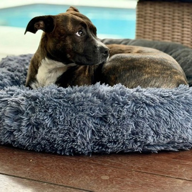 Photo of Gracie 