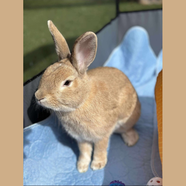 Photo of Stella & Thumper