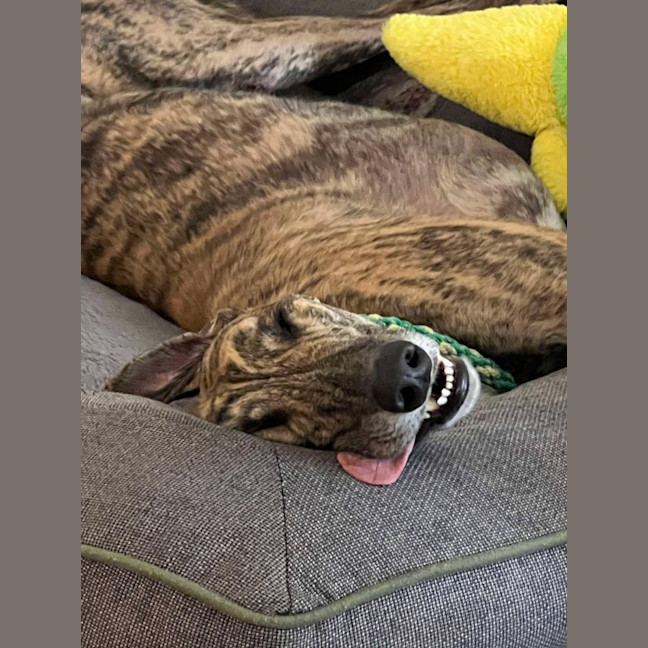 Photo of Vinnie, The Greyhound