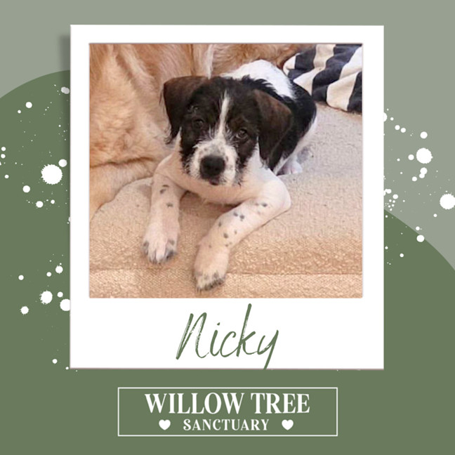 Photo of Nicky