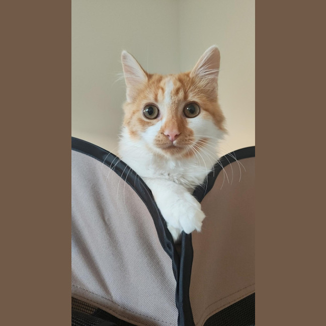 Photo of Dash