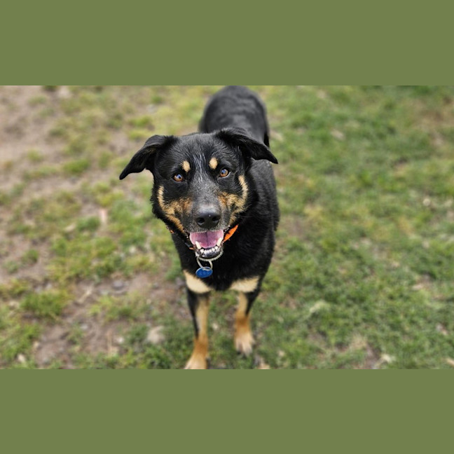 Photo of Banjo