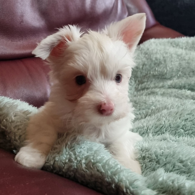 Photo of Dougal