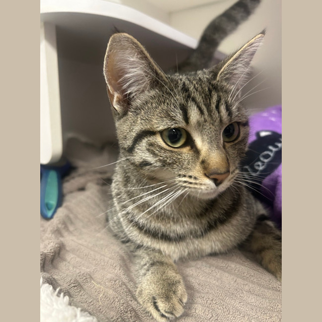 Photo of Olive