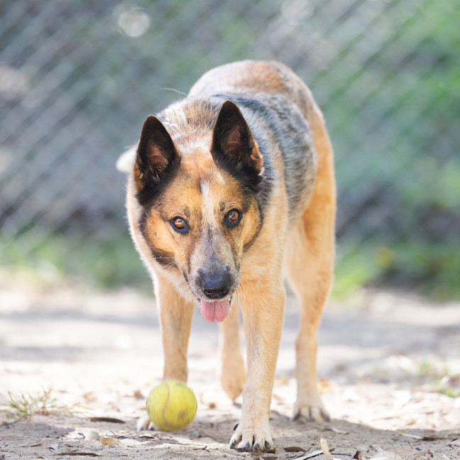 Photo of Honey