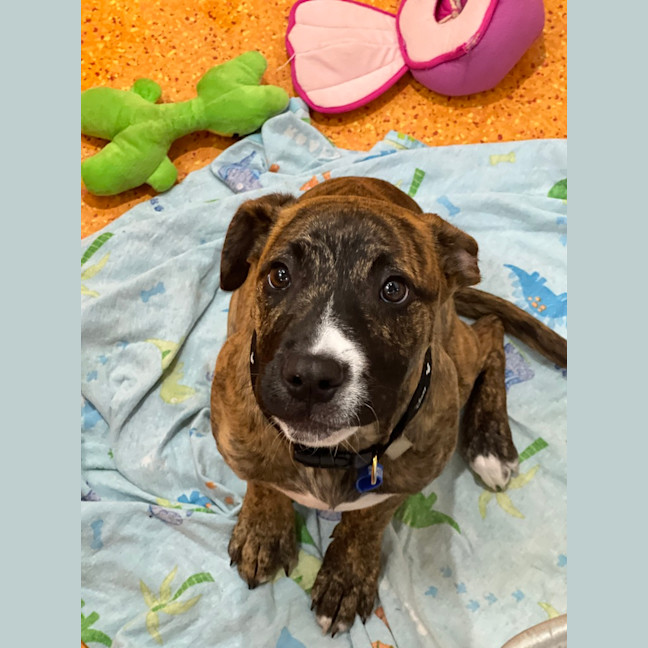 Photo of Diesel