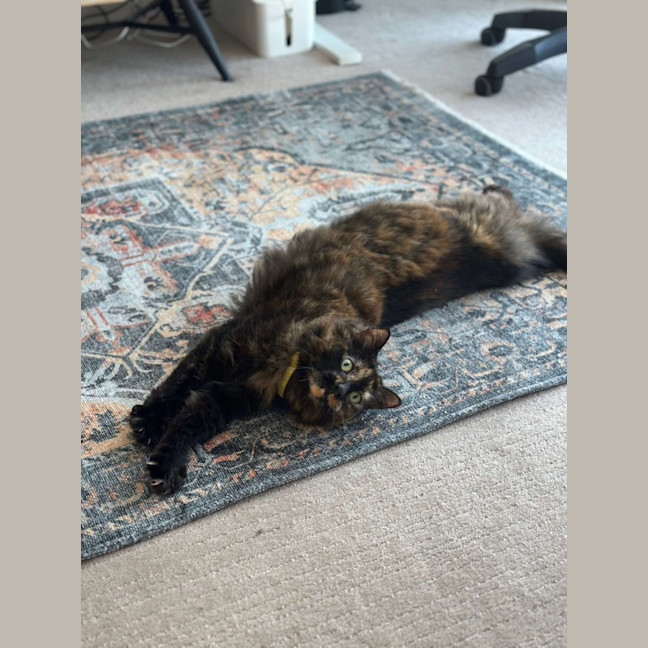 Photo of 🏴‍☠️ Pearl & Pirate 🏴‍☠️