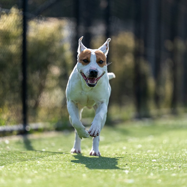 Photo of Hippo Imp 1784