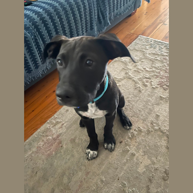 Photo of Socks   3 Month Old Bull Arab X Kelpie