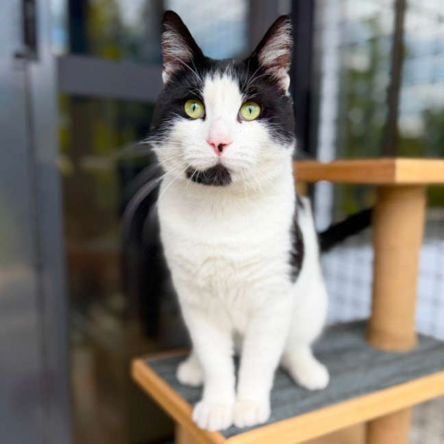 Photo of Buckley