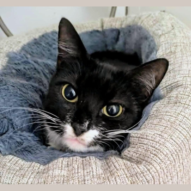 Photo of Stevie Mitts