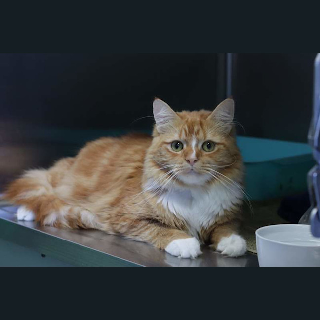 Photo of Godfrey