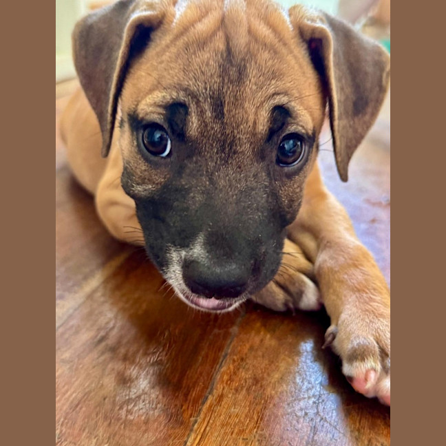 Photo of Rusty/Pumpkin Spice