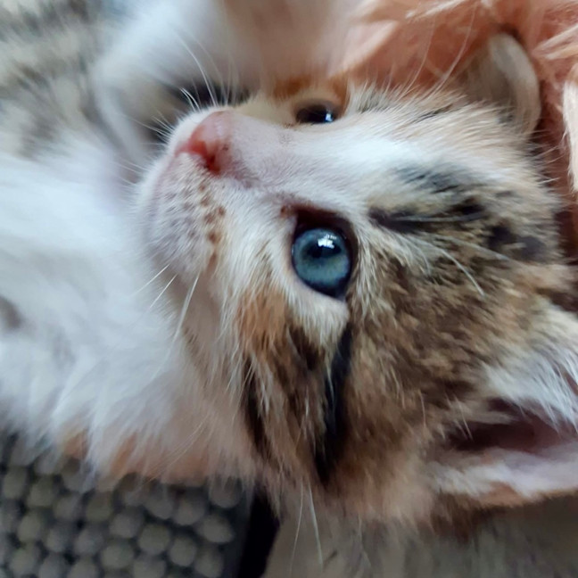 Photo of Cinnamon And Her Spices 