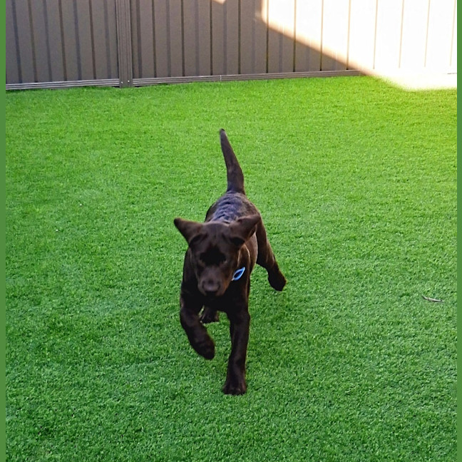 Photo of Coco