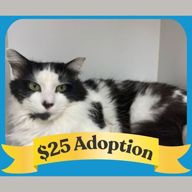 Photo of Old Deuteronomy