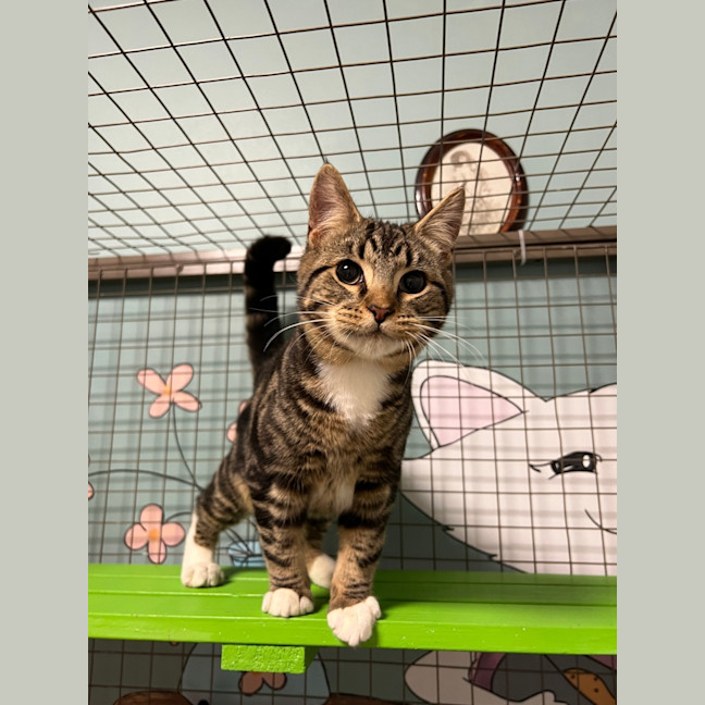 Photo of Sulley (Was Mogs)