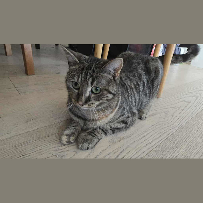 Photo of Kirby