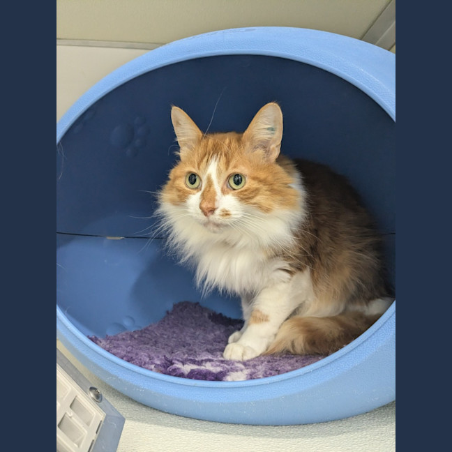 Photo of 🍩 Hector 5427 🍩