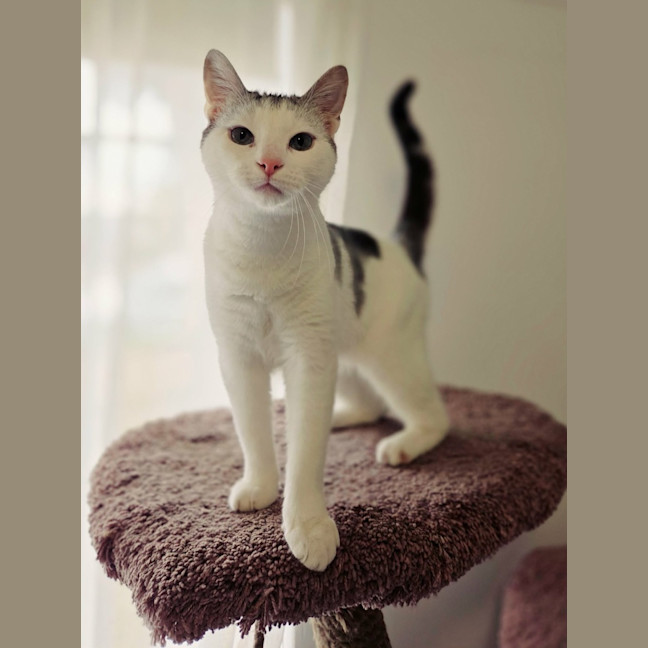 Photo of Neon   In Foster Care In Preston