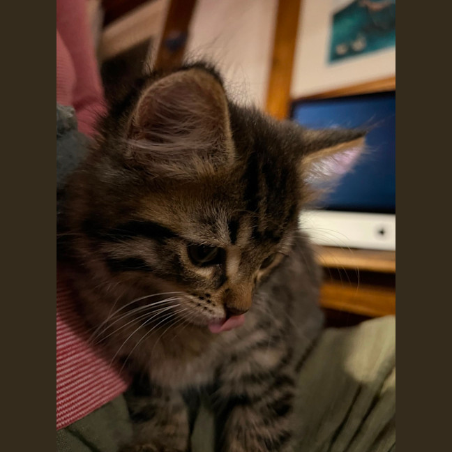Photo of Rip