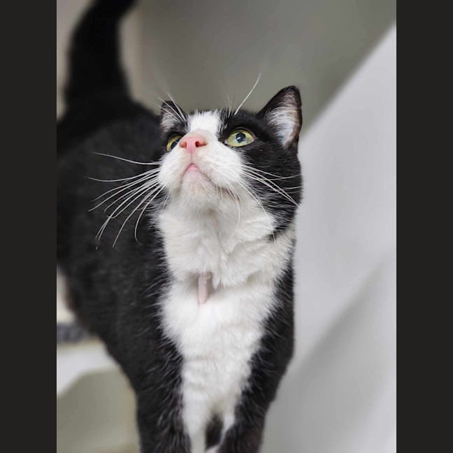 Photo of ☘ Dougal 6089 ☘