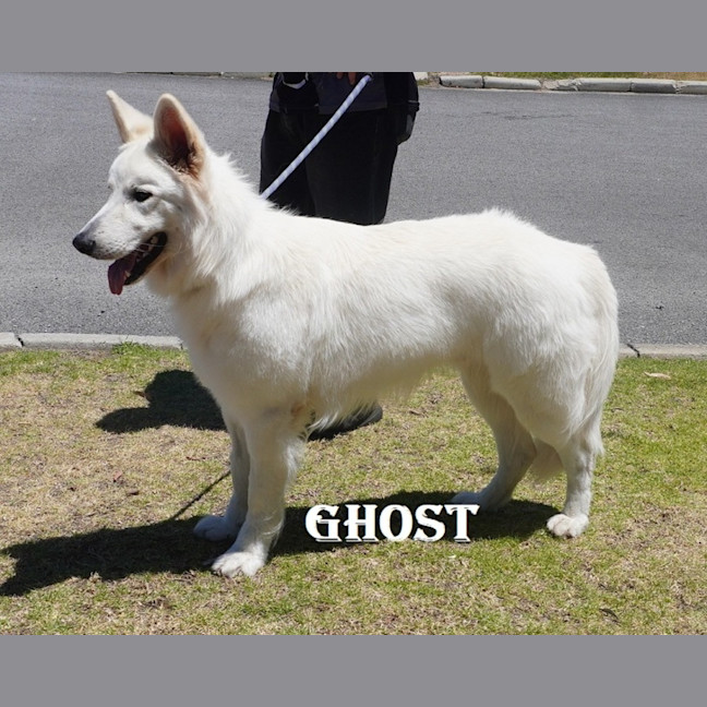 Photo of Ghost