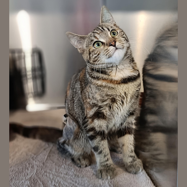 Photo of Ember (Kitty)