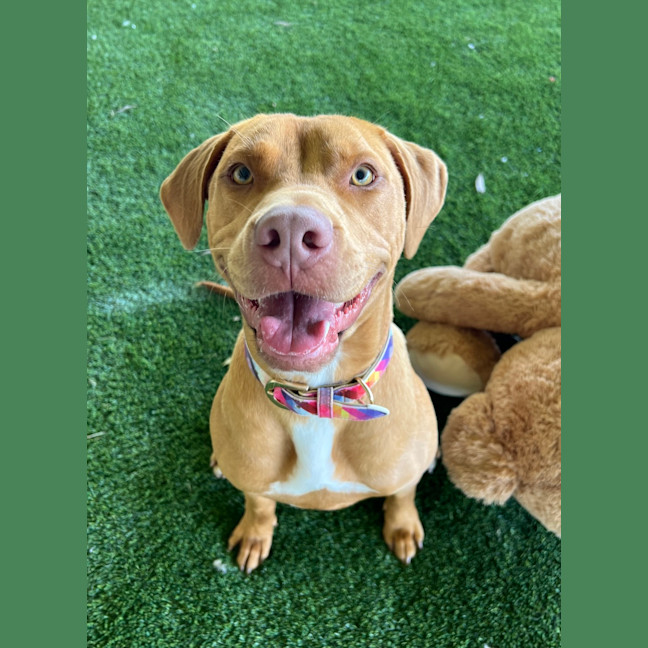 Photo of Goose