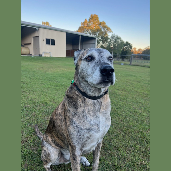 Photo of Mate *$150 Adoption Fee*