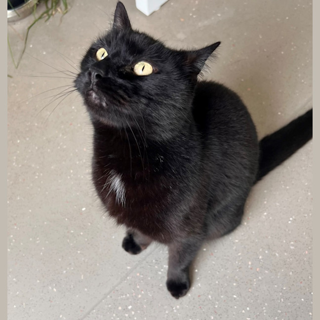 Photo of C1211 Pirate