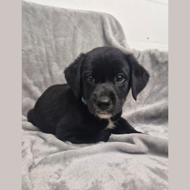 Photo of D1267 Raisin