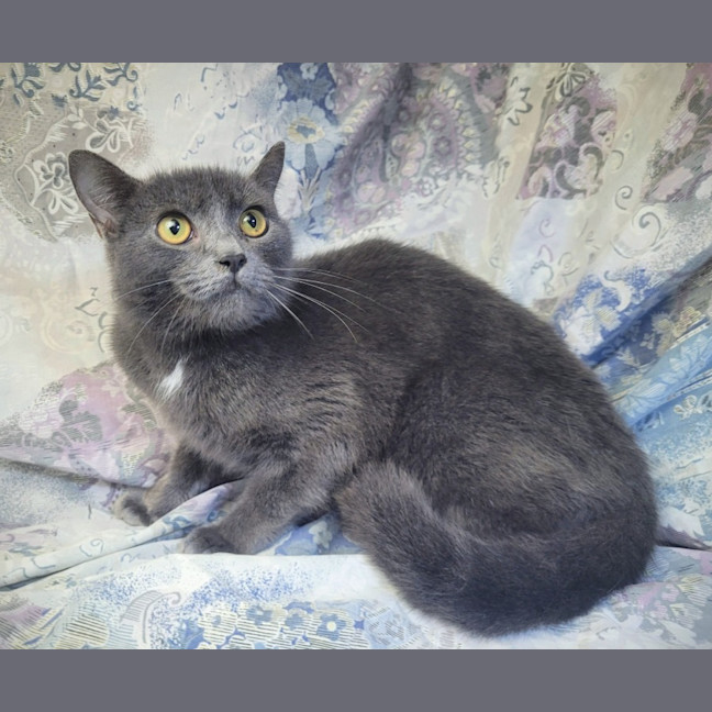 Photo of Mr Grey 🩶🩶🩶