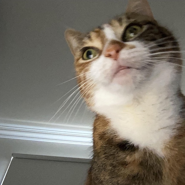Photo of Mumma Cat