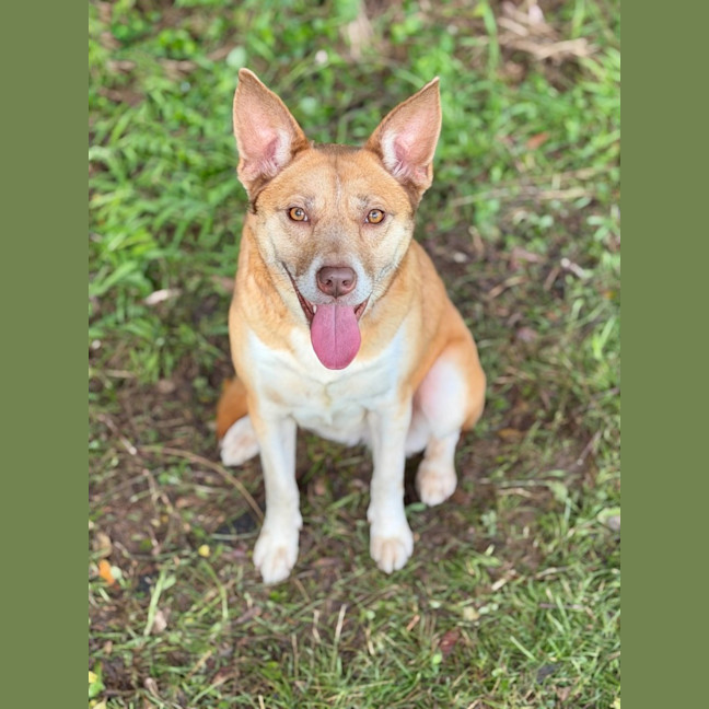 Photo of Chilli